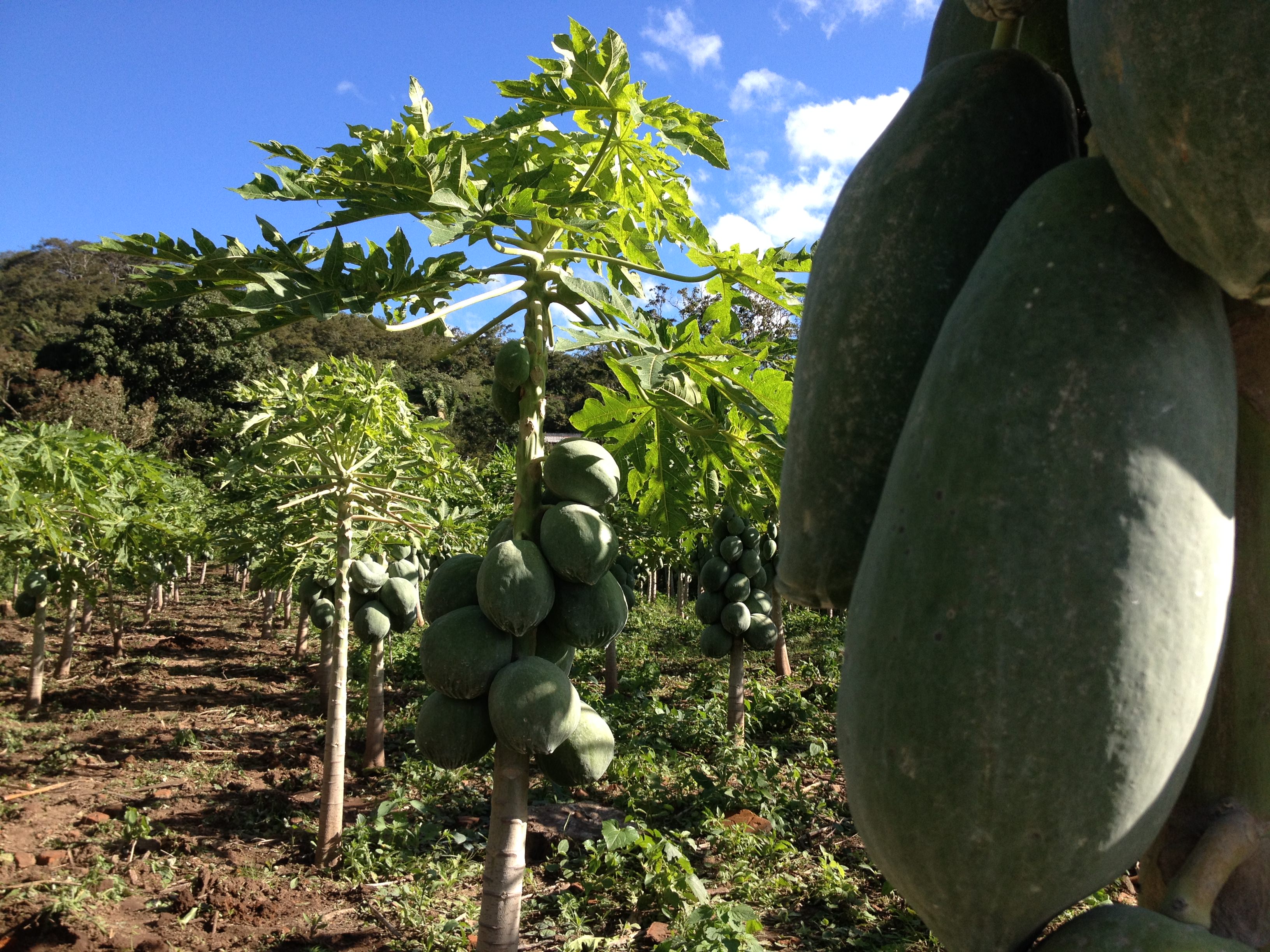piante papaya bolivia