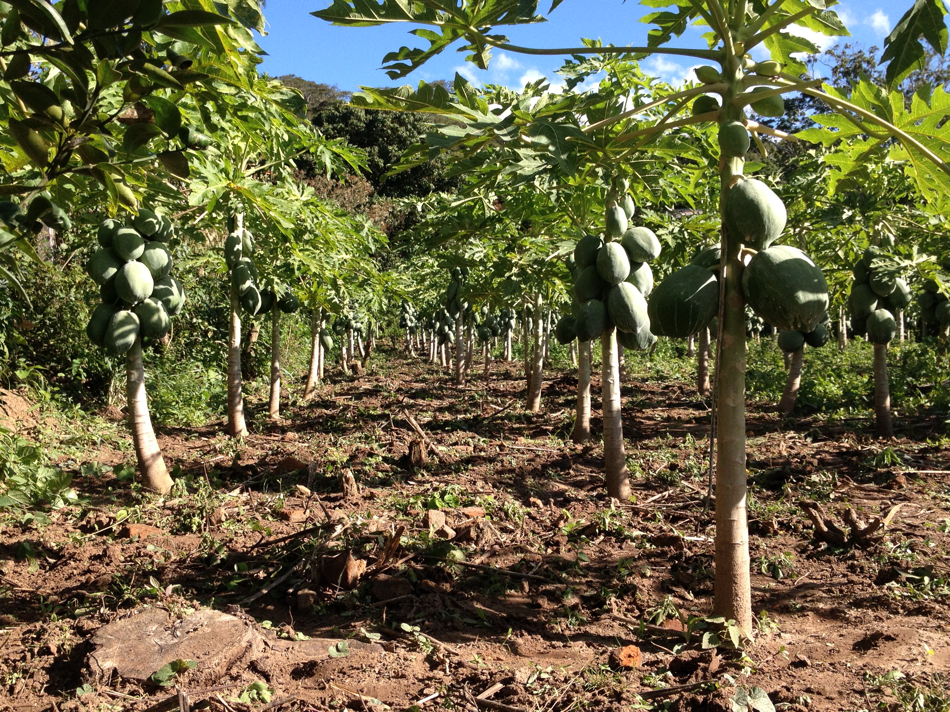 piante papaya bolivia
