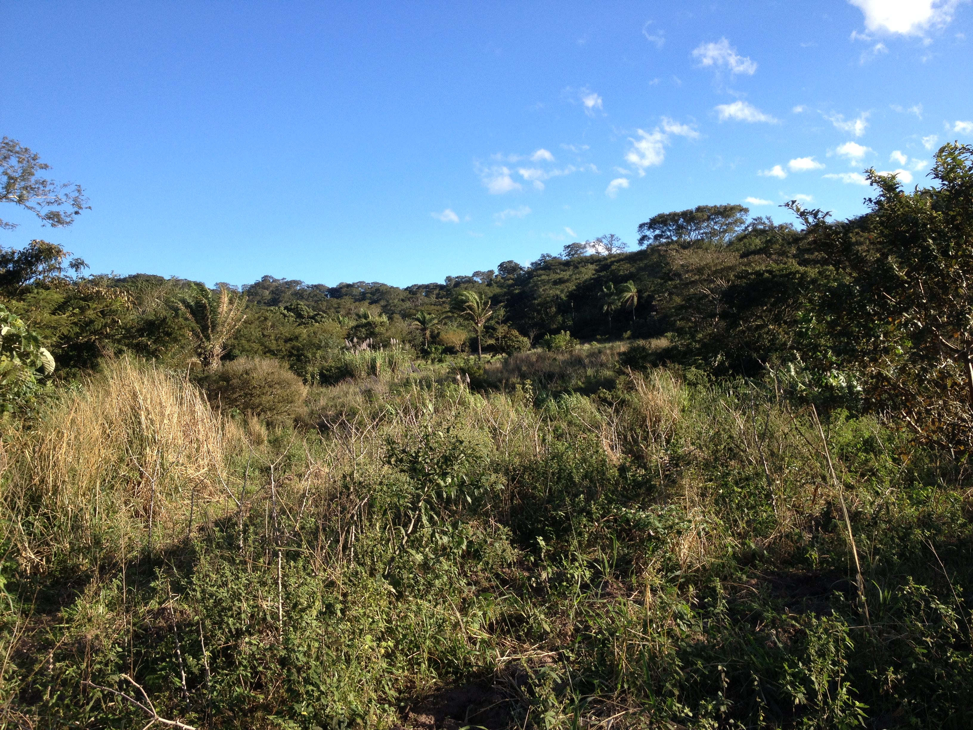 campo papaya bolivia
