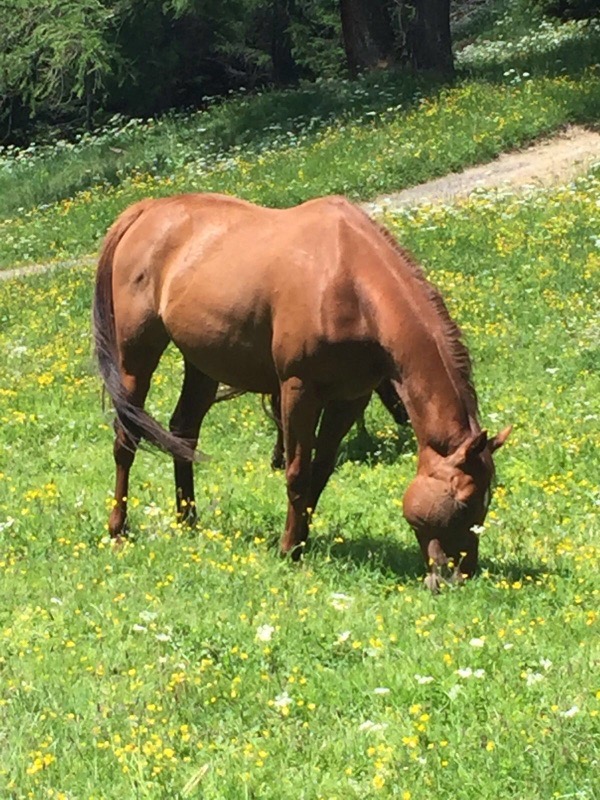 Nuove stalle per i Cavalli di Associazione Rifugio Animali Felici Nuove stalle per i Cavalli-Associazione Rifugio Animali Felici