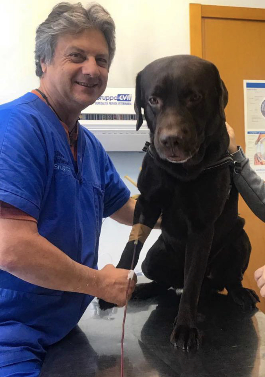 Cane donatore, amici di sangue di Confido in Brugherio Cane donatore, amici di sangue-Confido in Brugherio