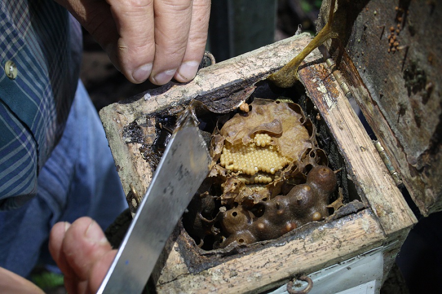 Apicoltura ad Achiote-APS Parco del Nobile