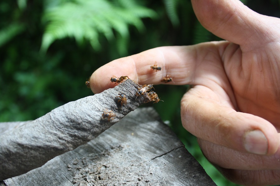 Apicoltura ad Achiote-APS Parco del Nobile