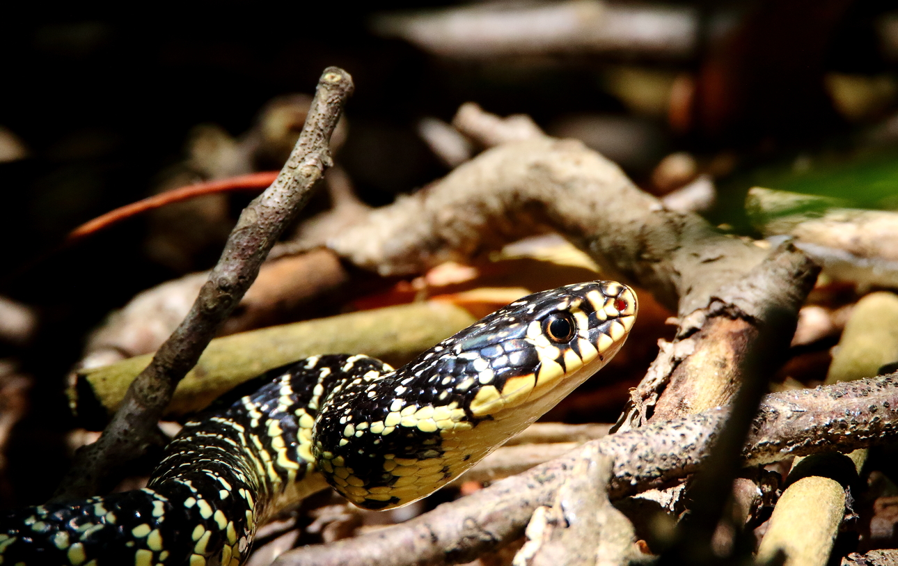 Uno sguardo sul Paradiso di Amici dell'Oasi Uno sguardo sul Paradiso-Amici dell'Oasi
