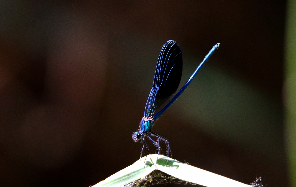 Uno sguardo sul Paradiso di Amici dell'Oasi Uno sguardo sul Paradiso-Amici dell'Oasi