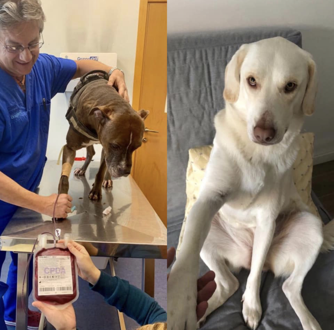 Cane donatore, amici di sangue di Confido in Brugherio Cane donatore, amici di sangue-Confido in Brugherio