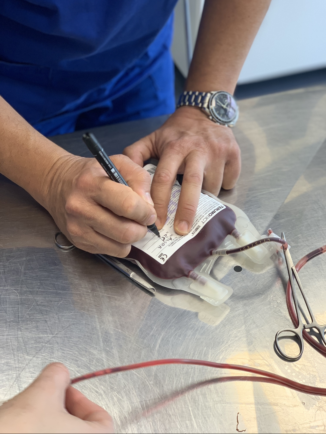 Cane donatore, amici di sangue di Confido in Brugherio Cane donatore, amici di sangue-Confido in Brugherio