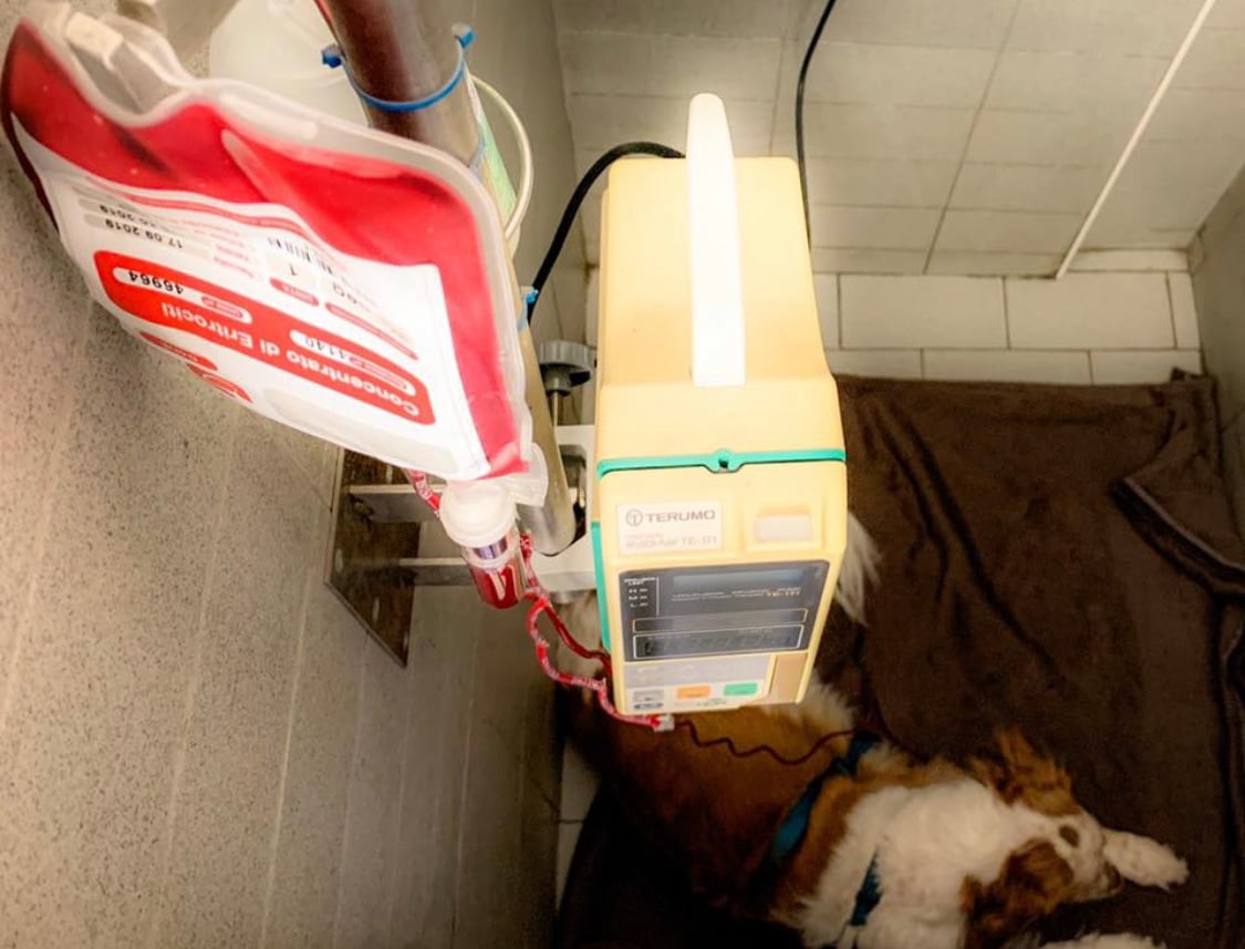 Cane donatore, amici di sangue di Confido in Brugherio Cane donatore, amici di sangue-Confido in Brugherio