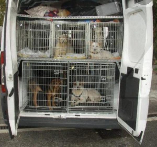 Acquisto mezzo idoneo trasporto animali di A.N.P.A.V. ODV Acquisto mezzo idoneo trasporto animali-A.N.P.A.V. ODV