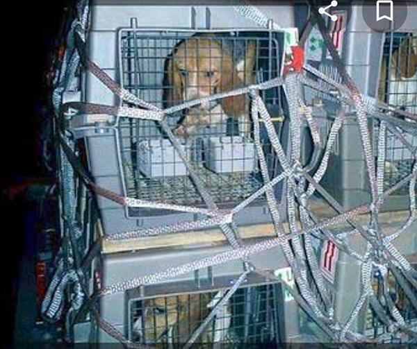 Acquisto mezzo idoneo trasporto animali di A.N.P.A.V. ODV Acquisto mezzo idoneo trasporto animali-A.N.P.A.V. ODV