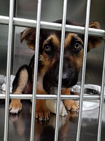 Acquisto mezzo idoneo trasporto animali di A.N.P.A.V. ODV Acquisto mezzo idoneo trasporto animali-A.N.P.A.V. ODV