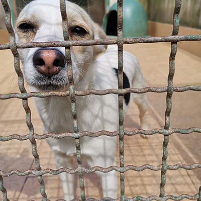 Acquisto mezzo idoneo trasporto animali di A.N.P.A.V. ODV Acquisto mezzo idoneo trasporto animali-A.N.P.A.V. ODV