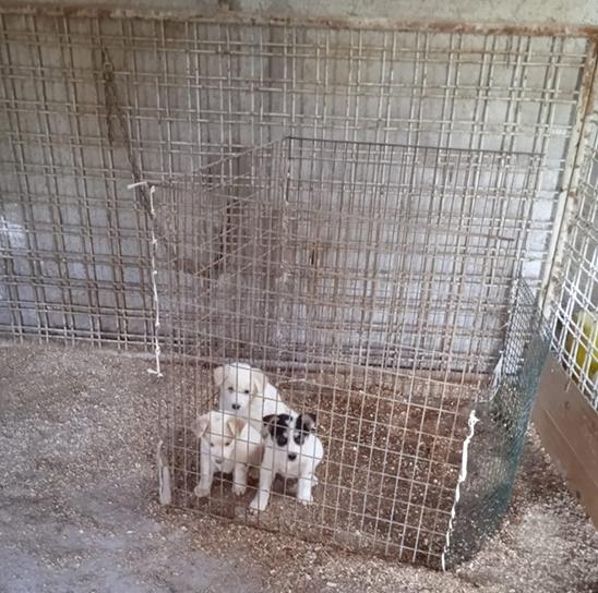 Acquisto mezzo idoneo trasporto animali di A.N.P.A.V. ODV Acquisto mezzo idoneo trasporto animali-A.N.P.A.V. ODV