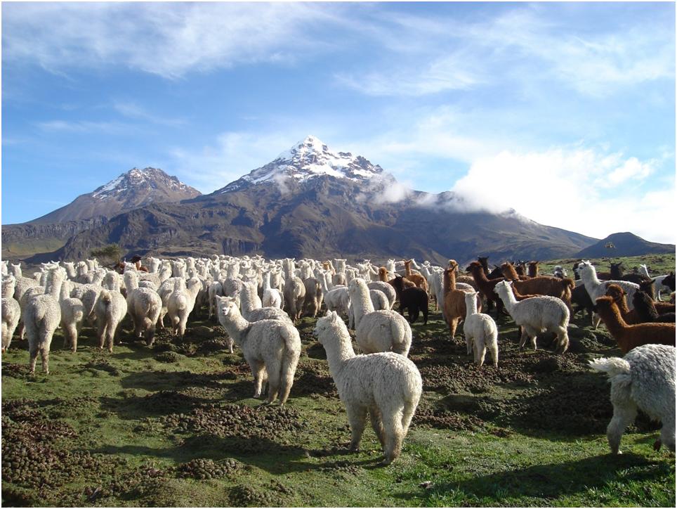 Indifesa di Terre des Hommes Indifesa -Terre des Hommes