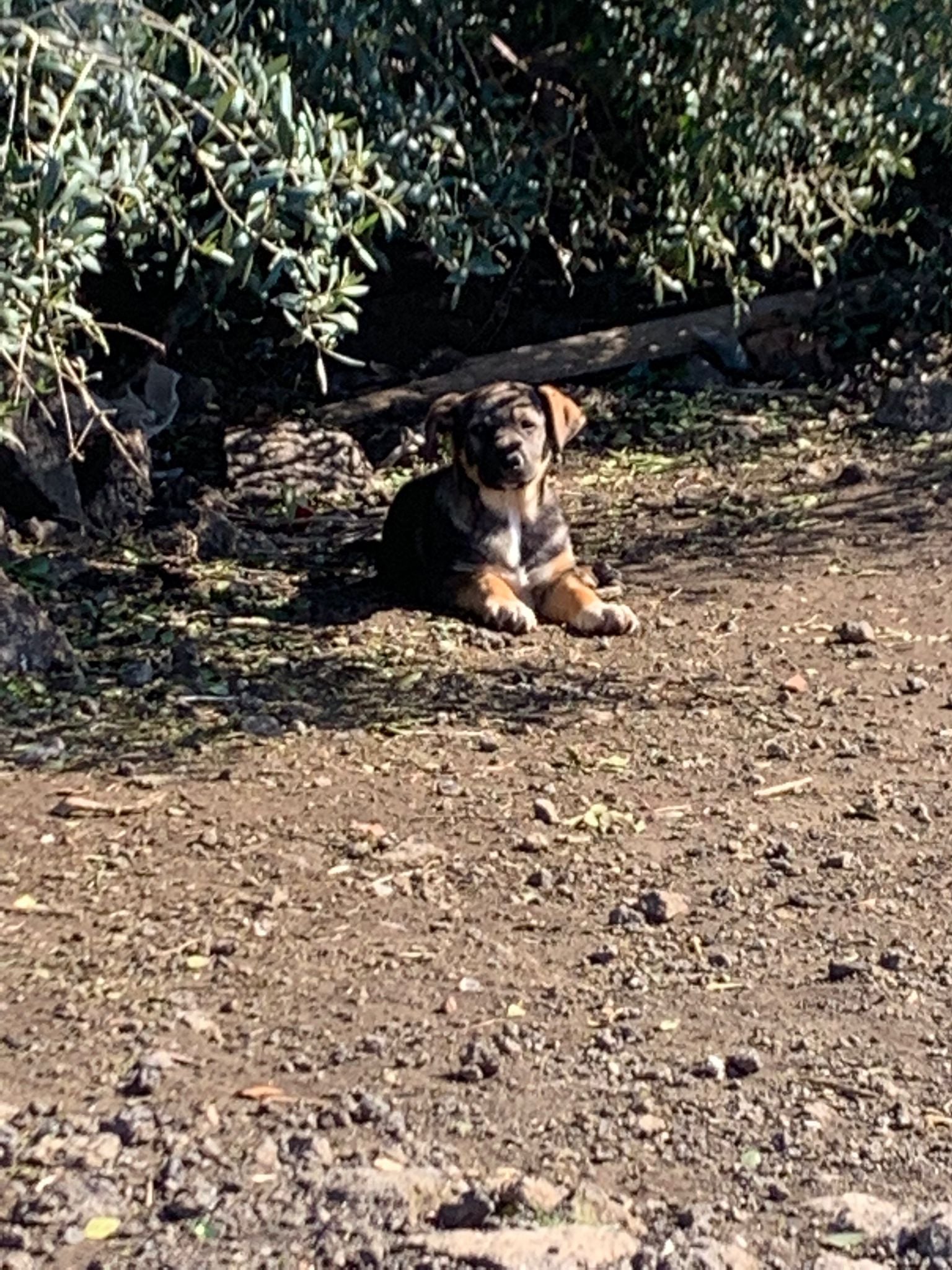 Aiutiamoli a crescere di La Culla di Lù Aiutiamoli a crescere-La Culla di Lù