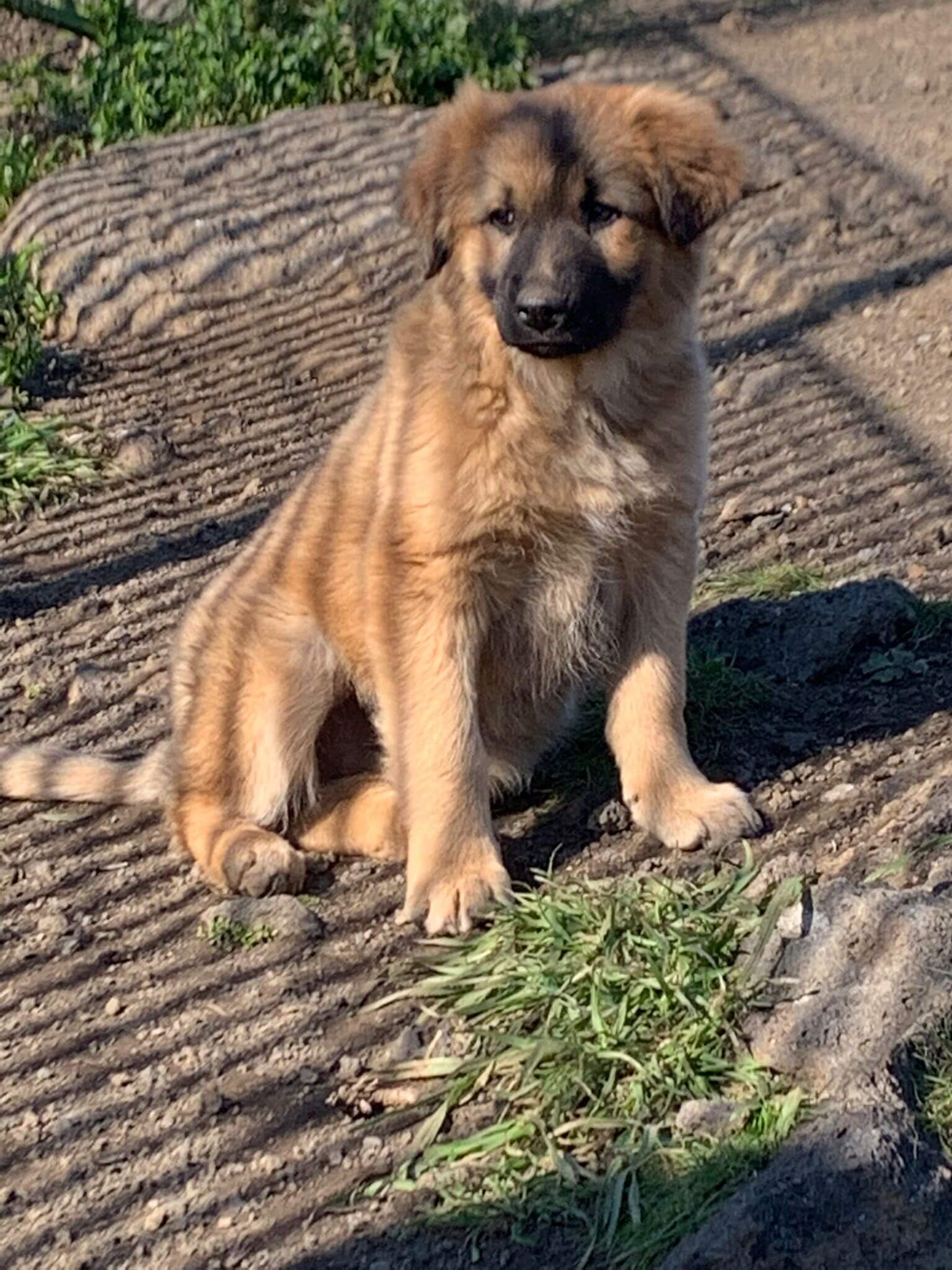 Aiutiamoli a crescere di La Culla di Lù Aiutiamoli a crescere-La Culla di Lù