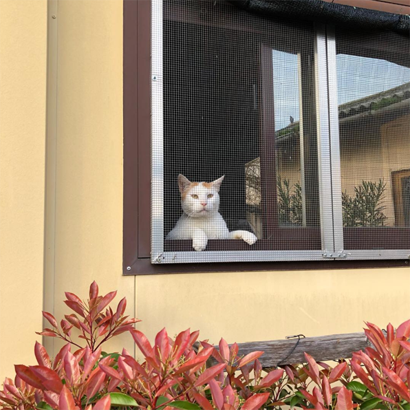 Un rifugio per i mici anziani di Milano di Mondo Gatto Un rifugio per i mici anziani di Milano-Mondo Gatto