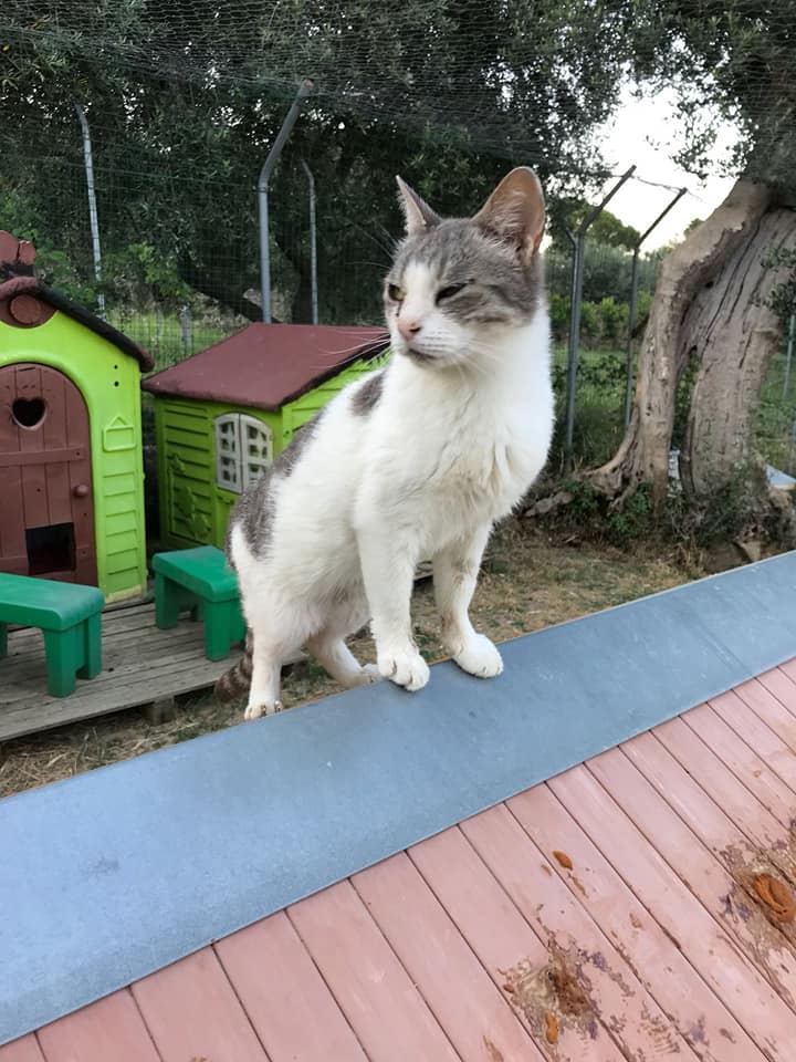 L'Amico Fedele Centro Recupero Animali di L'Amico Fedele L'Amico Fedele Centro Recupero Animali -L'Amico Fedele