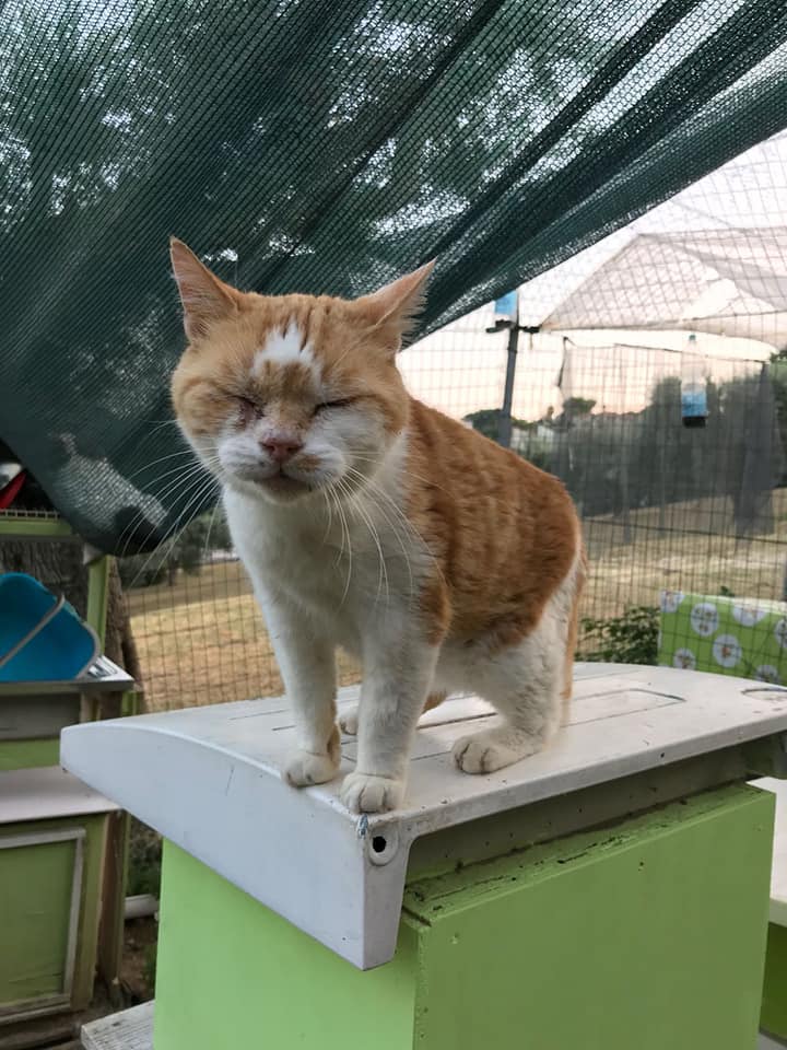 L'Amico Fedele Centro Recupero Animali di L'Amico Fedele L'Amico Fedele Centro Recupero Animali -L'Amico Fedele