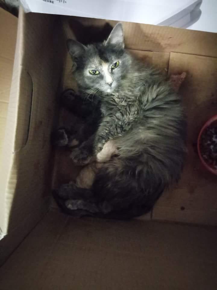 L'Amico Fedele Centro Recupero Animali di L'Amico Fedele L'Amico Fedele Centro Recupero Animali -L'Amico Fedele