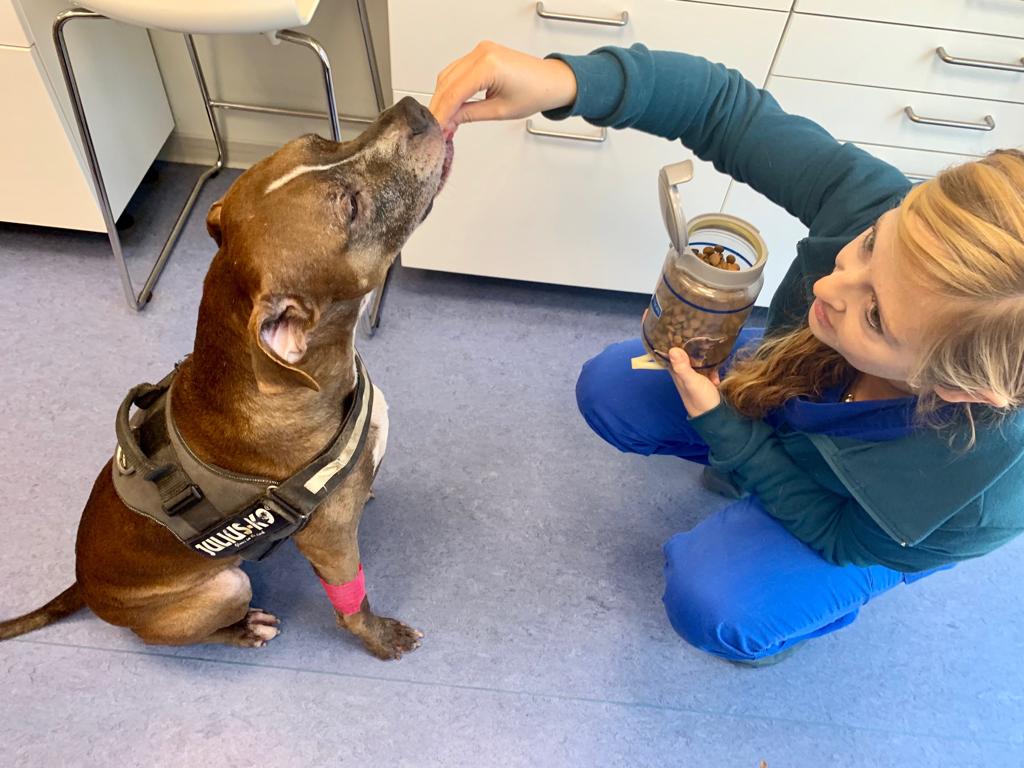 Cane donatore, amici di sangue di Confido in Brugherio Cane donatore, amici di sangue-Confido in Brugherio