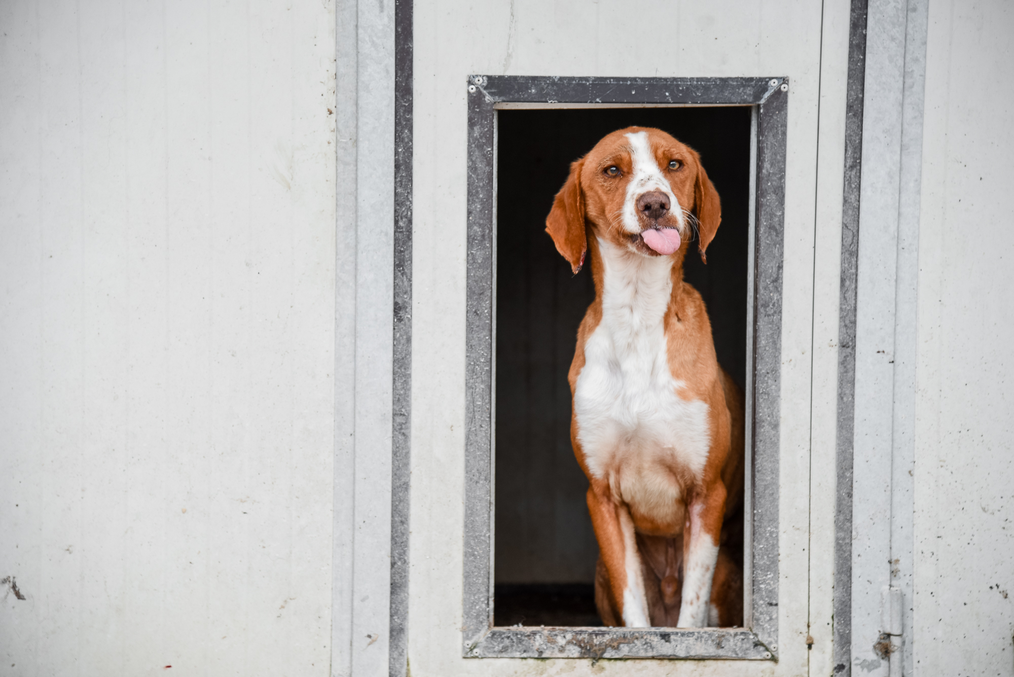 CUCCE CALDE PER I RANDAGI DI CAMERINO di L.N.D.C SEZIONE CAMERINO CUCCE CALDE PER I RANDAGI DI CAMERINO-L.N.D.C SEZIONE CAMERINO