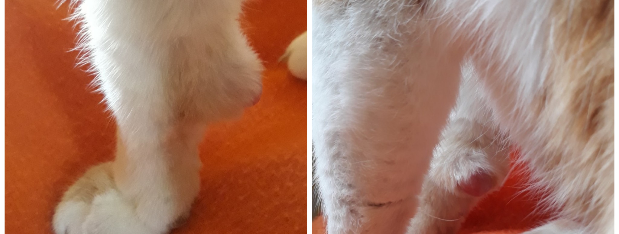 SALVIAMO ROCCO di Associazione I Mici del Forte SALVIAMO ROCCO-Associazione I Mici del Forte