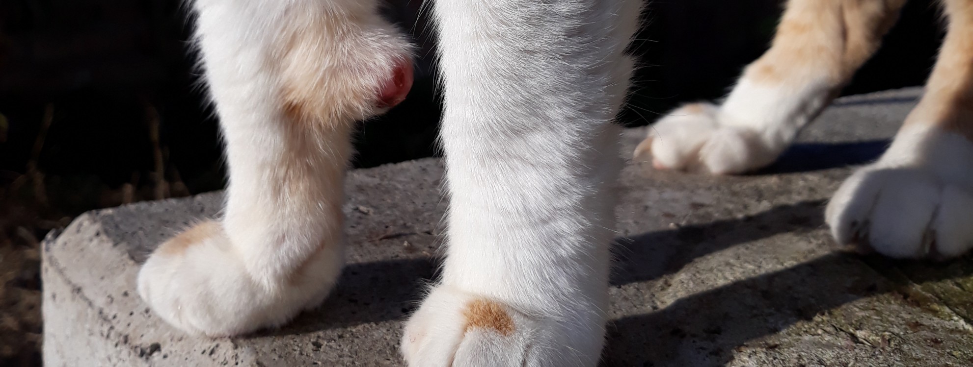 SALVIAMO ROCCO di Associazione I Mici del Forte SALVIAMO ROCCO-Associazione I Mici del Forte