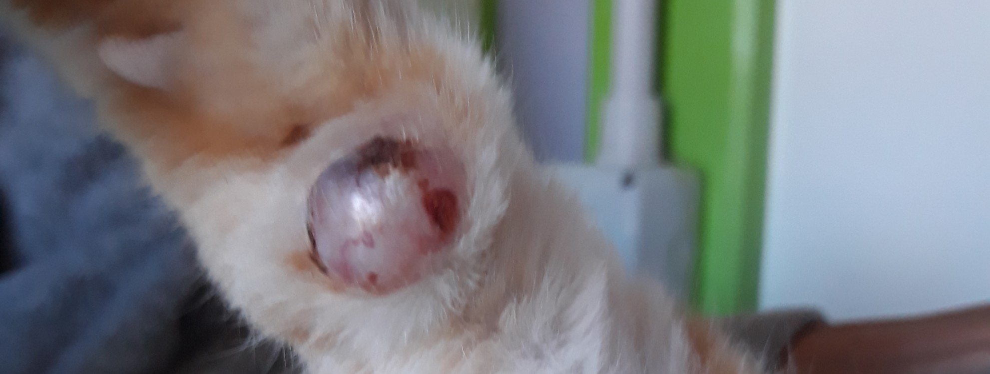 SALVIAMO ROCCO di Associazione I Mici del Forte SALVIAMO ROCCO-Associazione I Mici del Forte