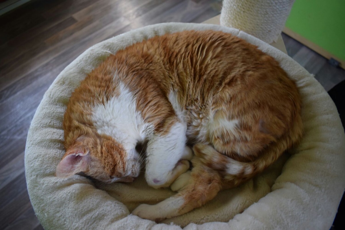 SALVIAMO ROCCO di Associazione I Mici del Forte SALVIAMO ROCCO-Associazione I Mici del Forte