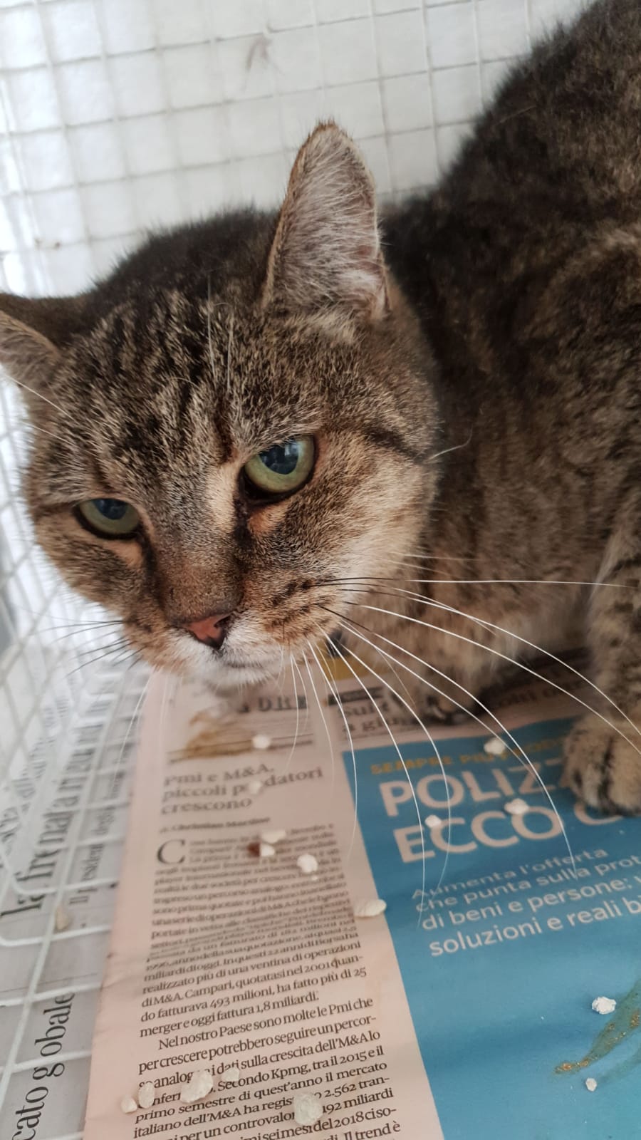 Un rifugio per i mici anziani di Milano-Mondo Gatto