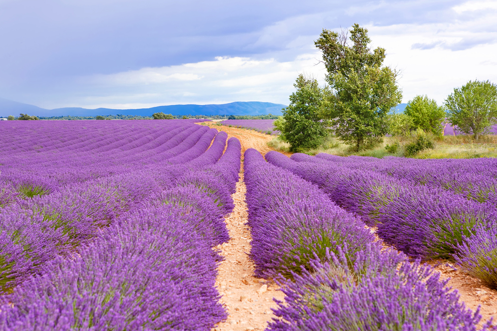 ASSAPORA IL GUSTO DELLA SOLIDARIETA' di Aiutismo Onlus ASSAPORA IL GUSTO DELLA SOLIDARIETA'-Aiutismo Onlus