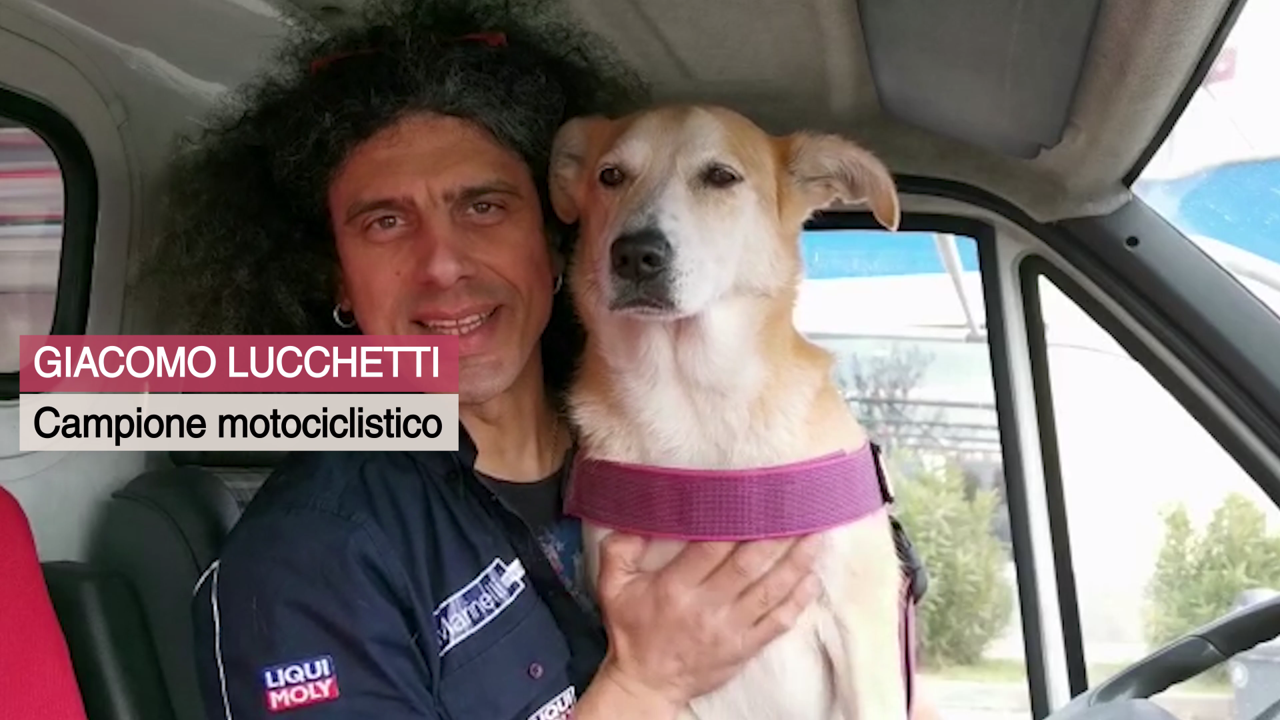 Lions contro l'abbandono e il randagismo di Distretto Lions MilanoCittàMetropolitana Lions contro l'abbandono e il randagismo-Distretto Lions MilanoCittàMetropolitana