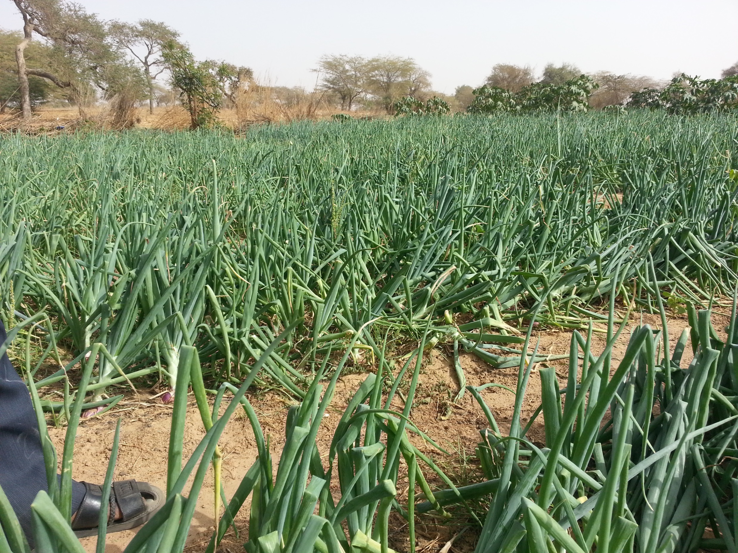 RINCORRIAMO IL SOLE-Fratelli dell'Uomo
