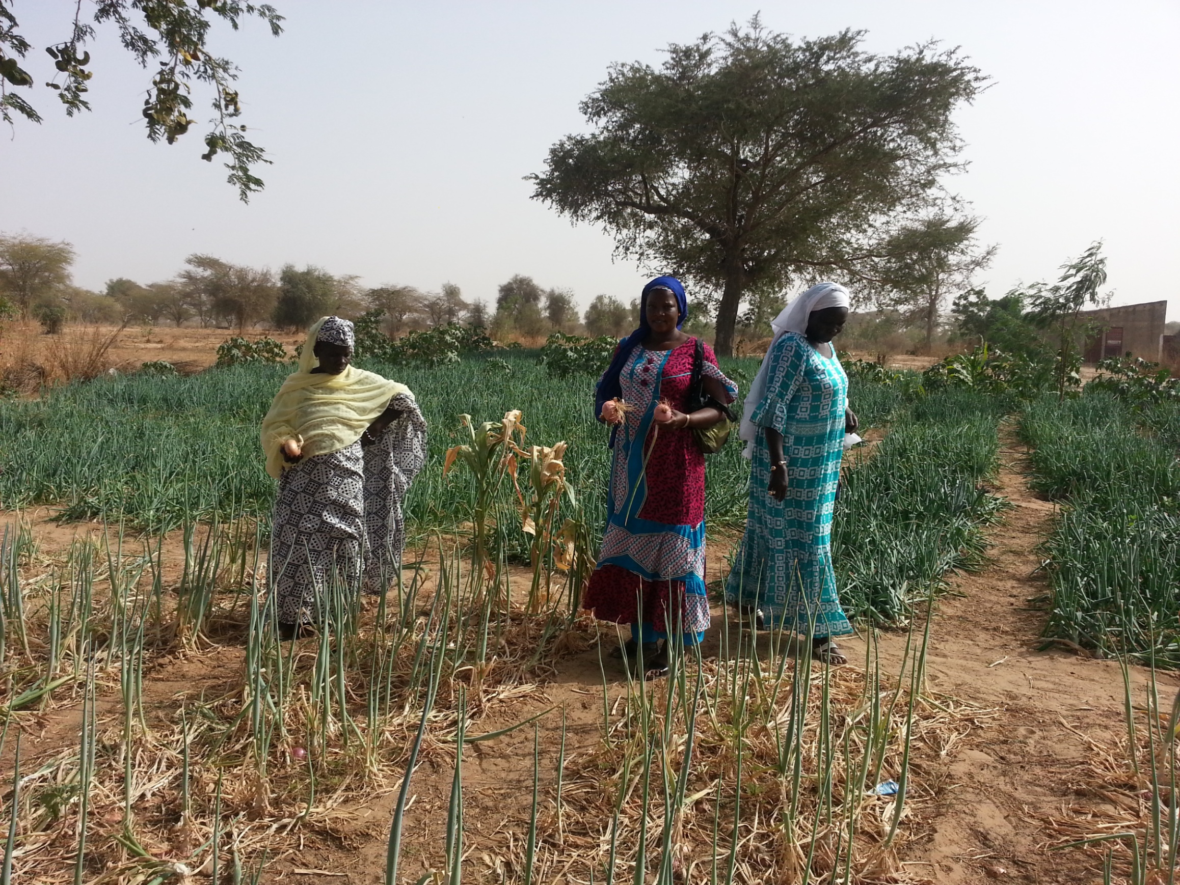 RINCORRIAMO IL SOLE-Fratelli dell'Uomo