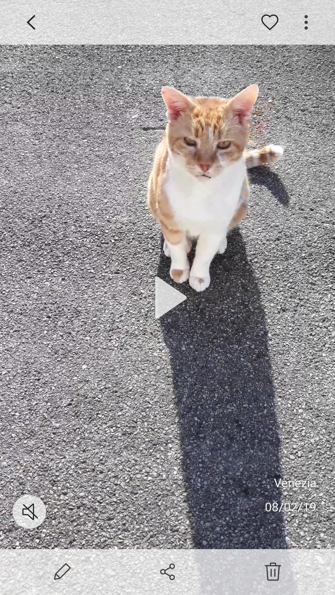 SALVIAMO ROCCO di Associazione I Mici del Forte SALVIAMO ROCCO-Associazione I Mici del Forte