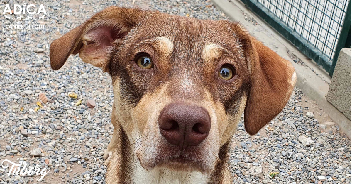 Una “masticata” di solidarietà!-A.DI.CA ODV