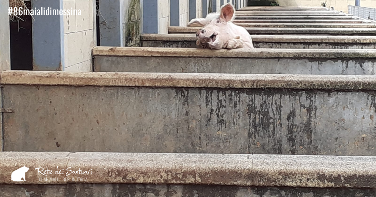 Un aiuto per la vita e per la libertà.-Vitadacani