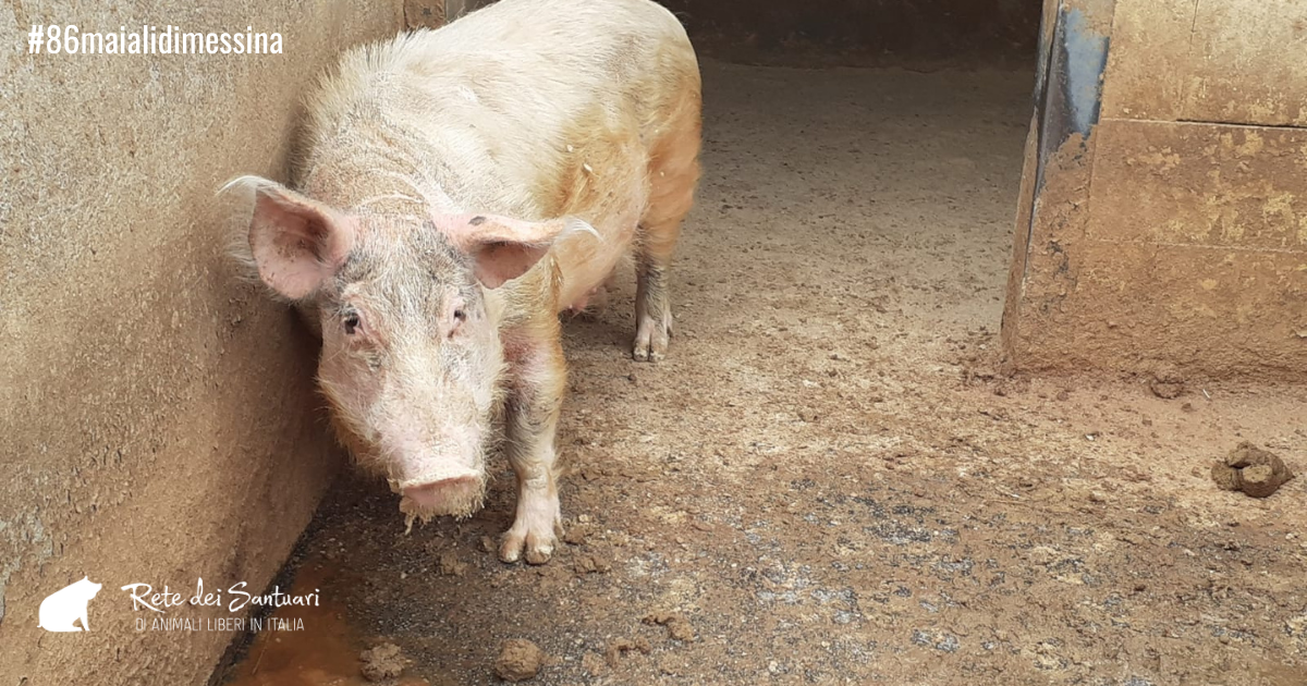 Un aiuto per la vita e per la libertà.-Vitadacani