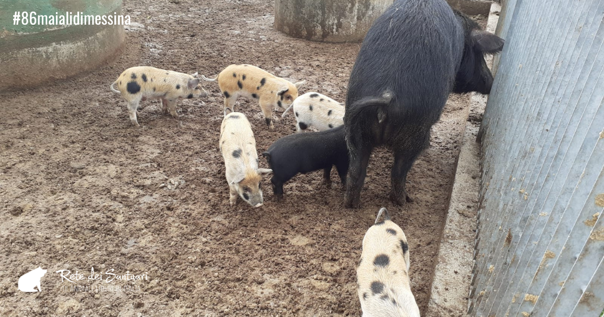 Un aiuto per la vita e per la libertà.-Vitadacani