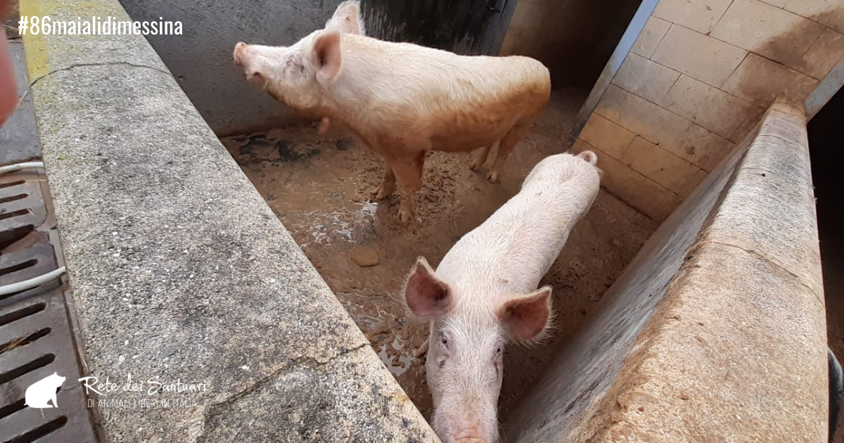 Un aiuto per la vita e per la libertà.-Vitadacani