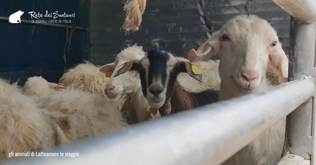 Un aiuto per la vita e per la libertà.-Vitadacani