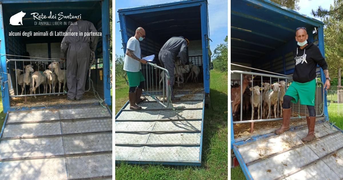 Un aiuto per la vita e per la libertà.-Vitadacani