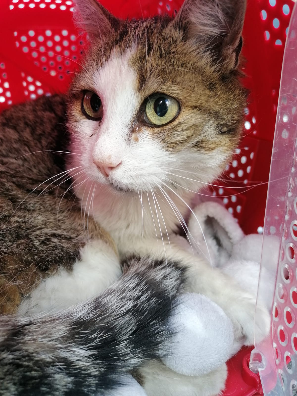 Amber ha bisogno del tuo aiuto di Ass. Amici degli Animali di Fiemme Amber ha bisogno del tuo aiuto-Ass. Amici degli Animali di Fiemme