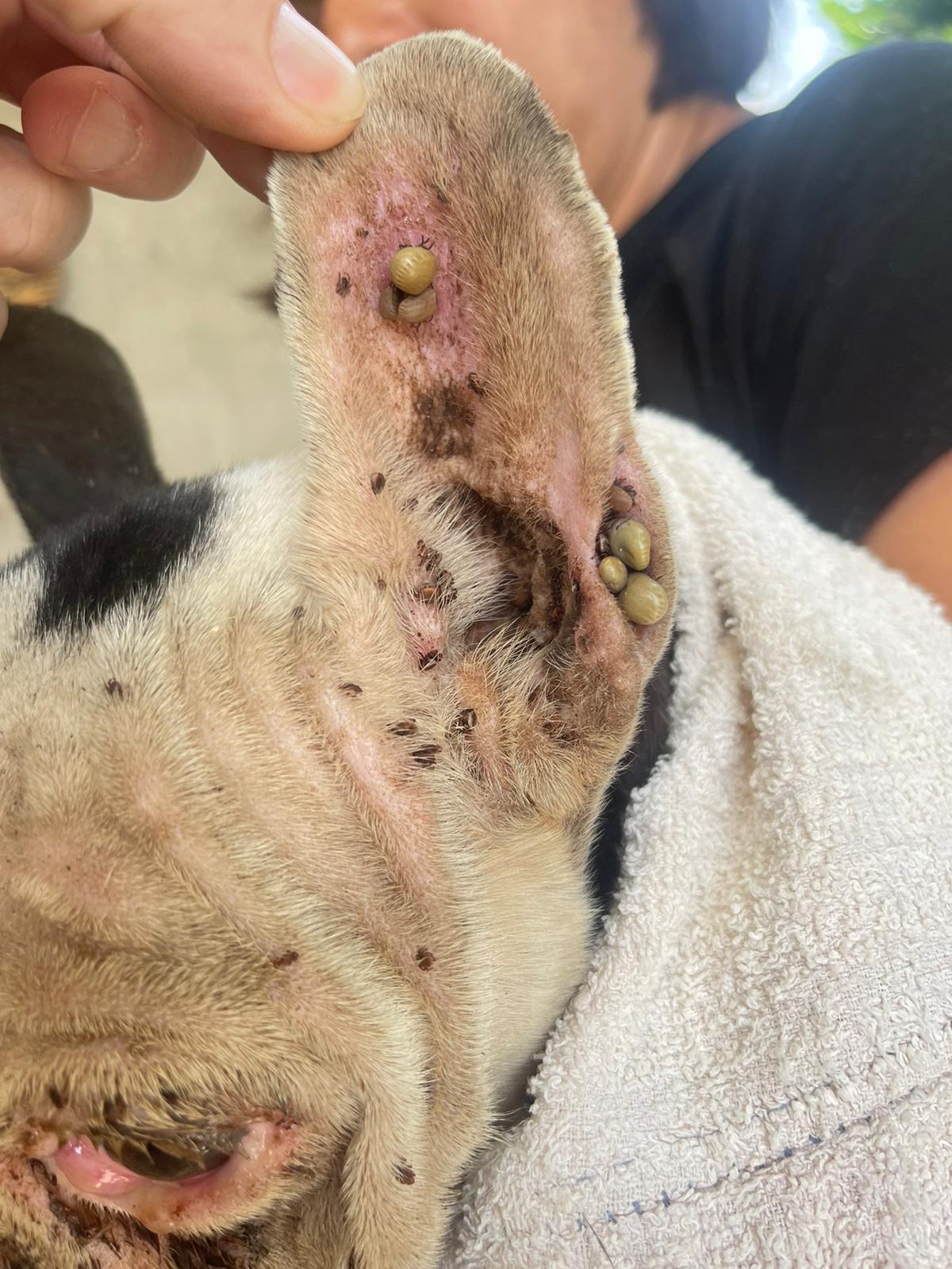 Regaliamo a GERTRUDE una nuova vita-ENPA