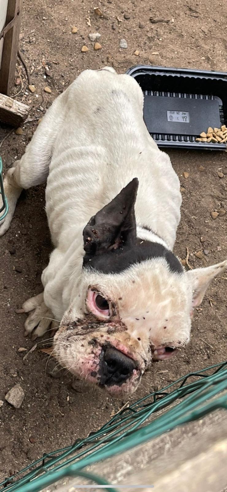 Regaliamo a GERTRUDE una nuova vita-ENPA