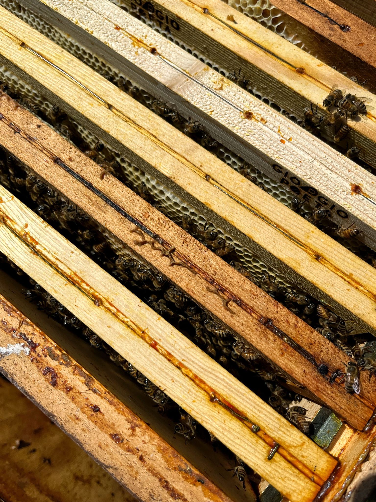 BeeFrolla - Dolci come il miele-Frolla Microbiscottificio