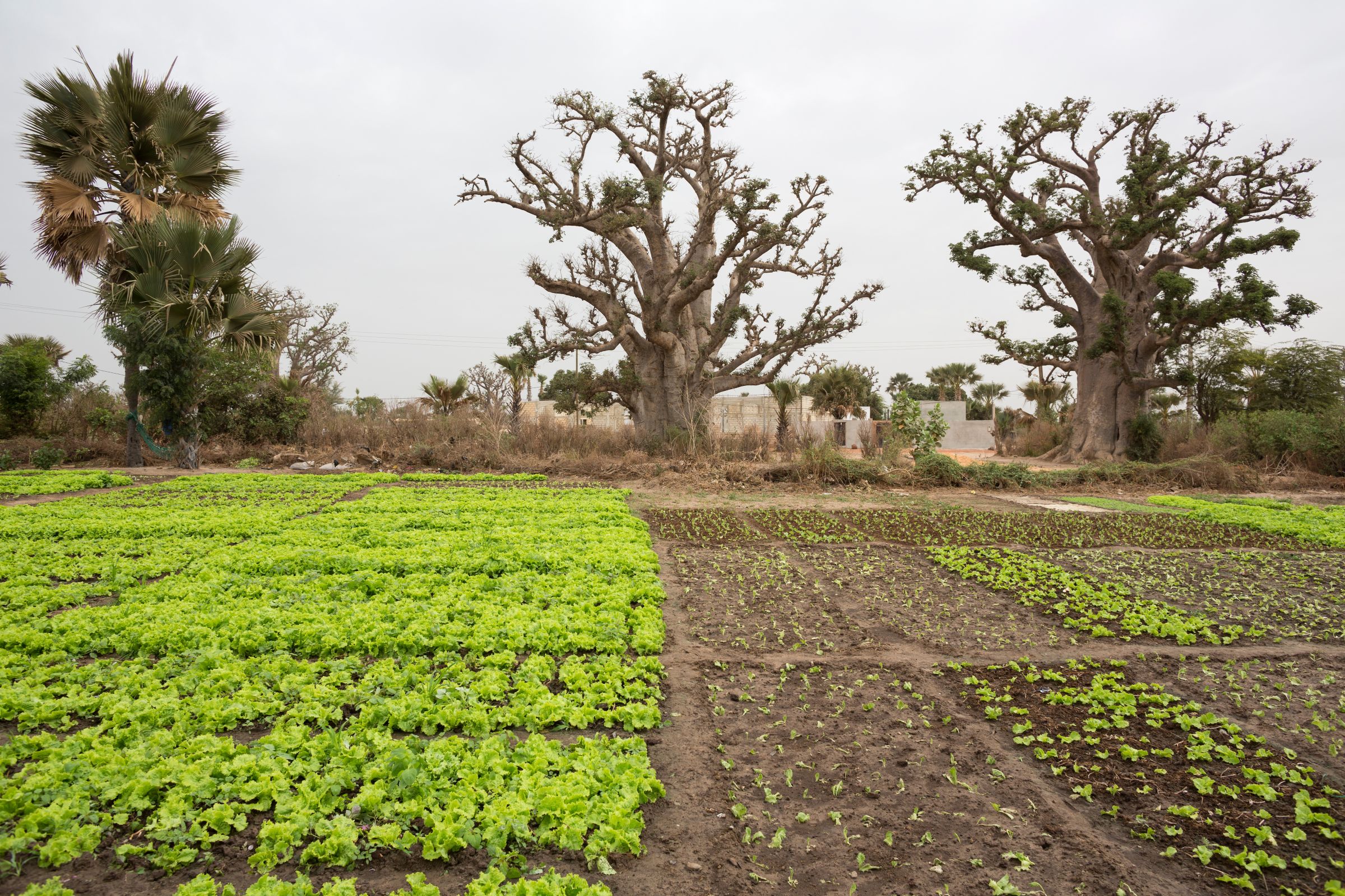 Cercasi Baobab Natale!-CISV