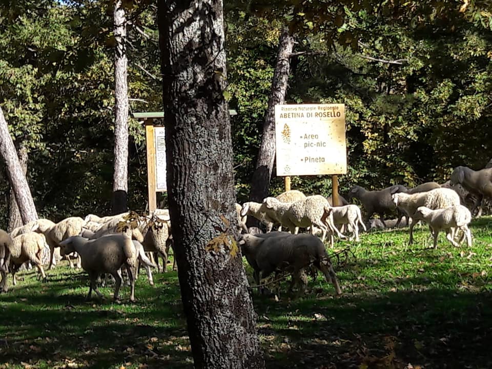 Costruiamo insieme il Cammino-Con la Mano del Cuore