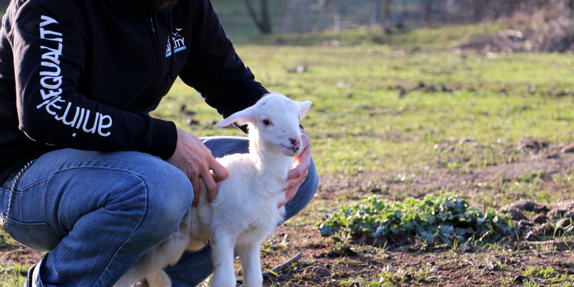 #Run4Animals per un mondo senza gabbie-Animal Equality